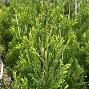 Cryptomeria japonica 'Radicans'