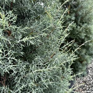 Cupressus arizonica 'Carolina Sapphire'