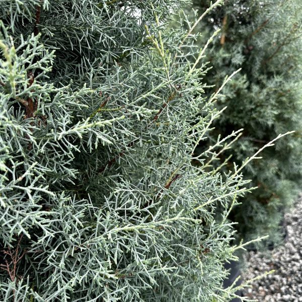Cupressus arizonica 'Carolina Sapphire'