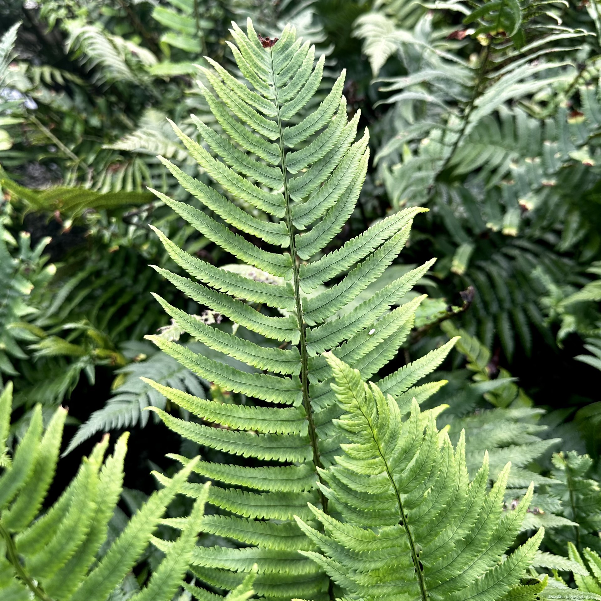 Dryopteris atrata | Piedmont Carolina Nursery