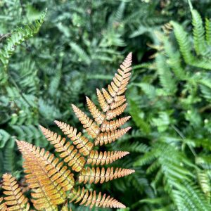 Dryopteris erythrosora