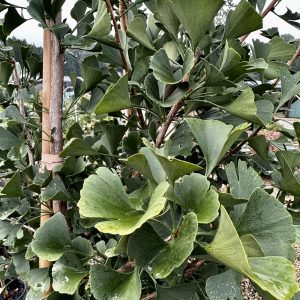 Ginkgo biloba 'Autumn Gold'