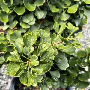 Ginkgo biloba 'Jade Butterfly'