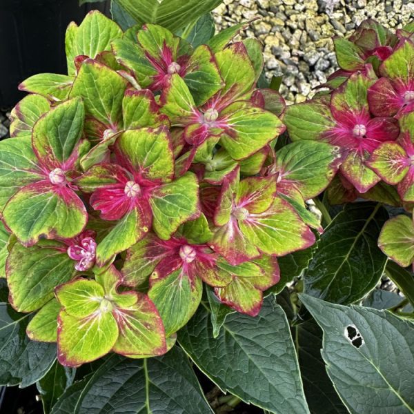 hydrangea pistachio