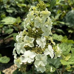 hydrangea snow queen