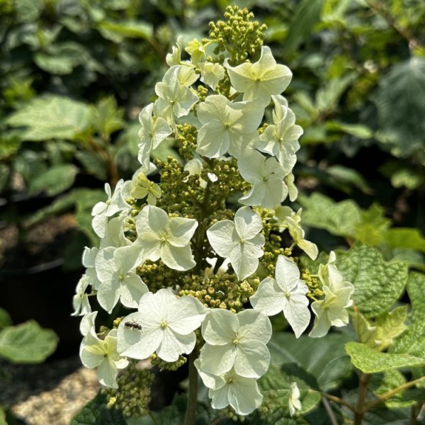 hydrangea snow queen