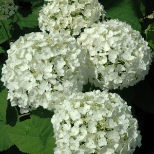 Hydrangea