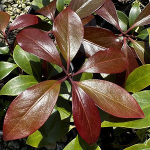 Illicium anisatum 'Murasaki-no-sato' Purple Glaze™