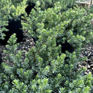 Juniperus conferta 'Blue Pacific'