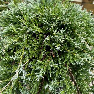 Juniperus horizontalis 'Wiltoni'