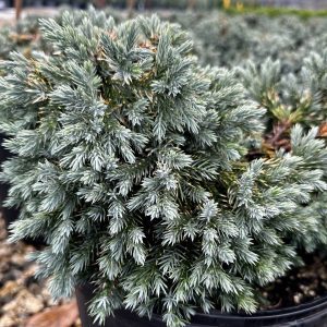 Juniperus squamata 'Blue Star'