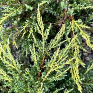 Juniperus chinensis 'Daub's Frosted'