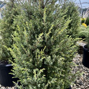 Juniperus communis 'Gold Cone'