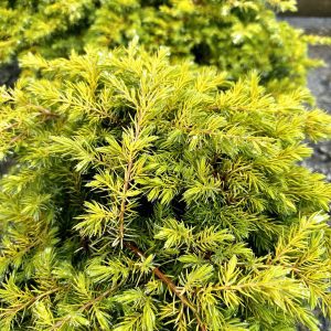 Juniperus conferta 'All Gold'