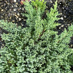 Juniperus procumbens 'Nana'