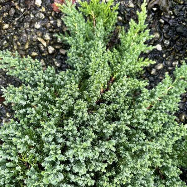 Juniperus procumbens 'Nana'