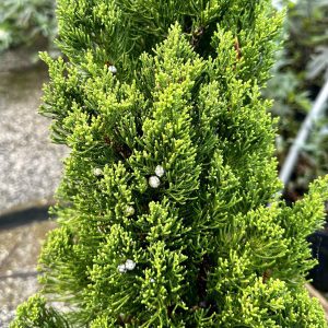 Juniperus chinensis 'Torulosa'