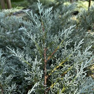 juniperus angelica blue