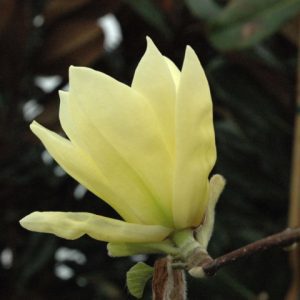 Magnolia x 'Butterflies'
