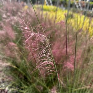 Mulenbergia capillaris