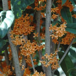 Osmanthus fragrans var. 'Aurantiacus'