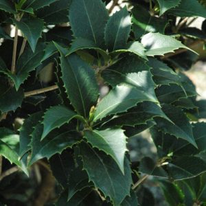 Osmanthus x fortunei