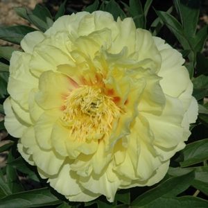 Paeonia x Bartzella