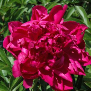 Paeonia lactiflora 'Paul M. Wild'