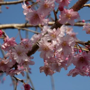 Prunus subhirtella 'Pendula Plena Rosea'