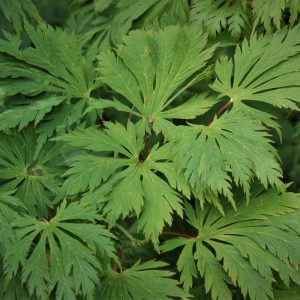 Acer japonicum 'Acontifolium'