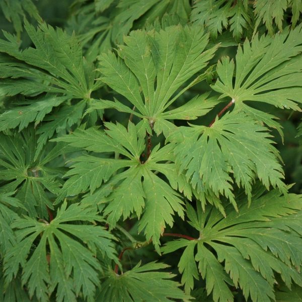Acer japonicum 'Acontifolium'