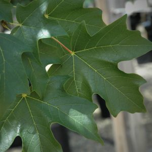 Acer saccharum 'Bailsta' Fall Fiesta® PP11119