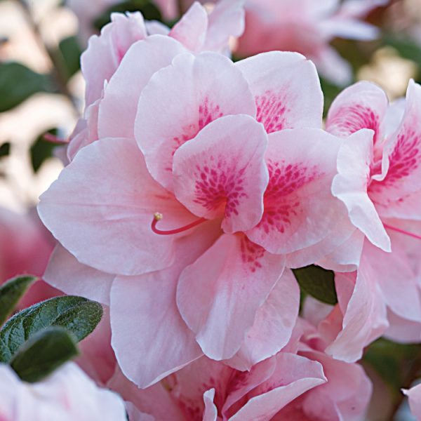Azalea Autumn Belle