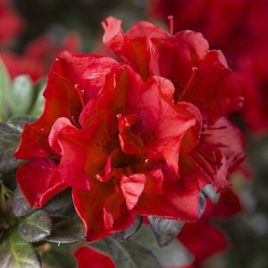 Azalea Autumn Fire
