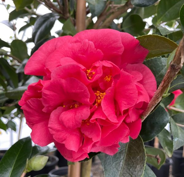Camellia japonica 'Kramer's Supreme'