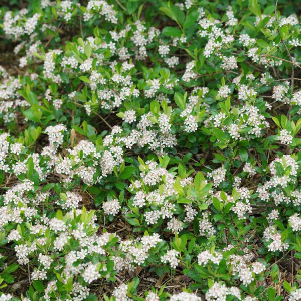 Aronia Ground Hug