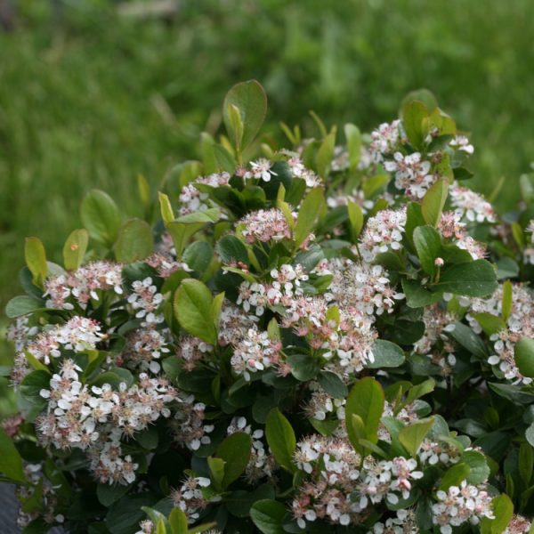Aronia Mound