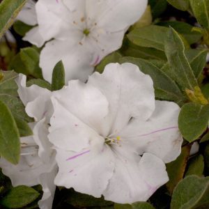 Azalea Autumn Lily