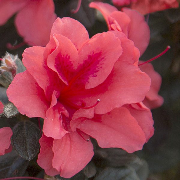 Azalea Autumn Princess