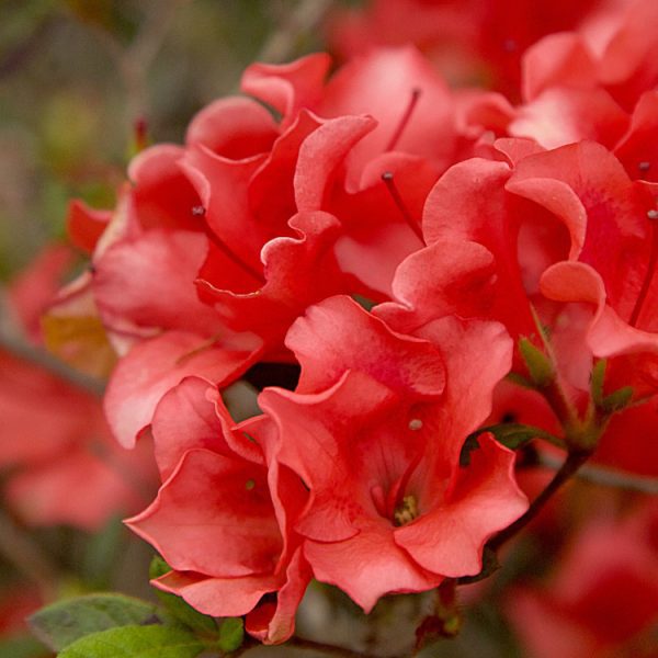 Azalea Autumn Ruby