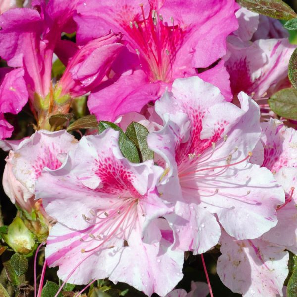 Azalea Autumn Twist