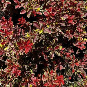 Berberis Admiration