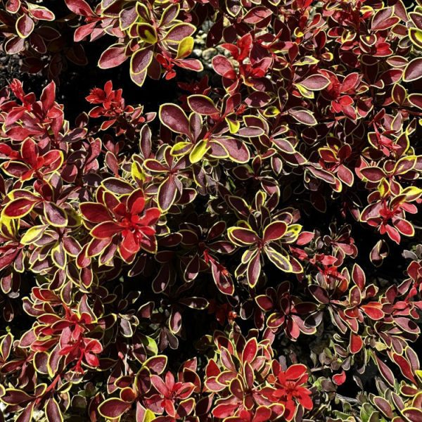 Berberis Admiration
