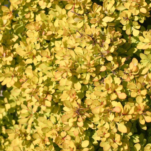Berberis Mini Saffron