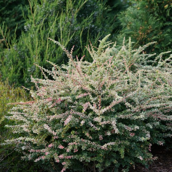 Berberis Sequins