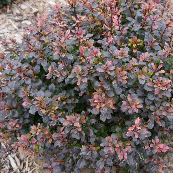 Berberis Todo