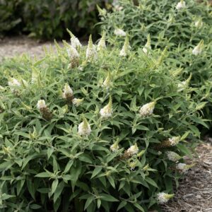 Spiraea shrub with white flower spikes among green leaves in a garden bed.