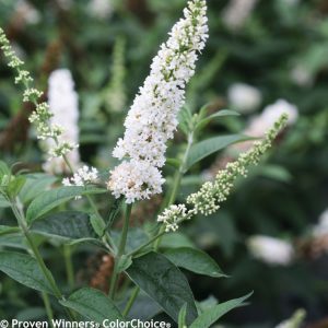 Buddleia x 'Miss Pearl' PP28553