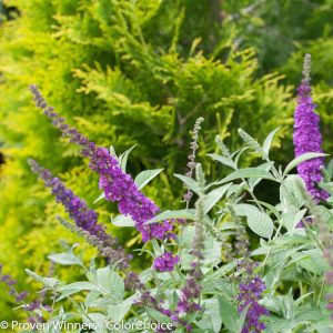 Buddleia Miss Violet
