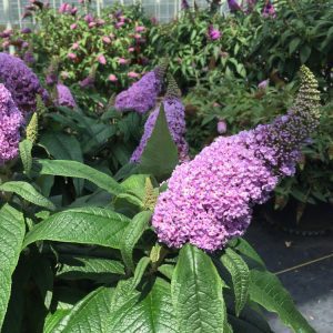 Buddleia Pugster Amethyst